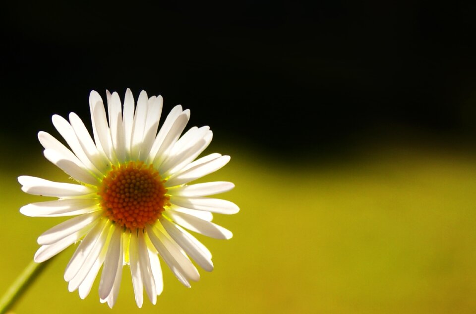 Macro light and shade flower