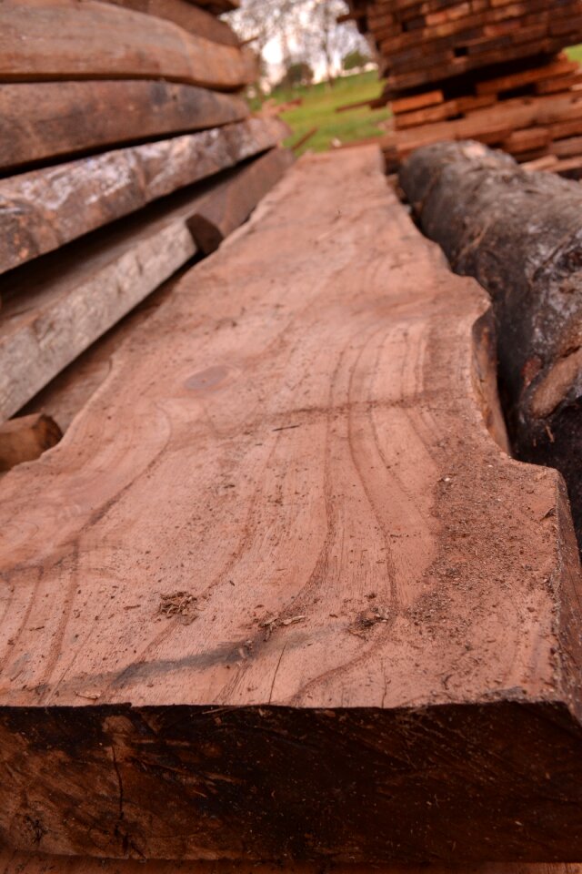 Oak tree hardwood