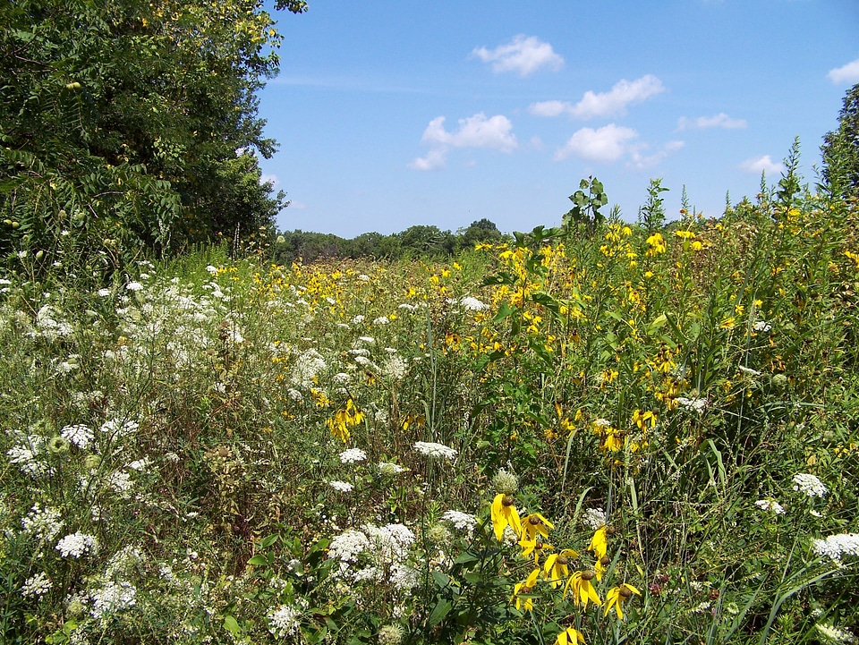 Meadow environment flora
