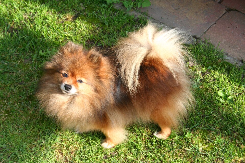 Orange-sable doggy guard dog