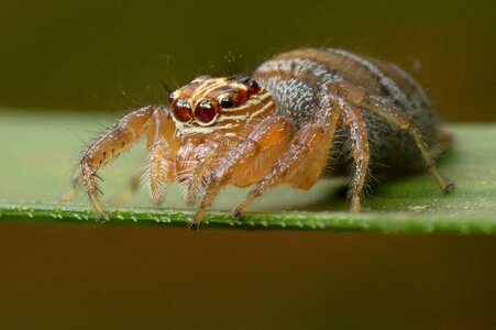 Nature closeup animal photo