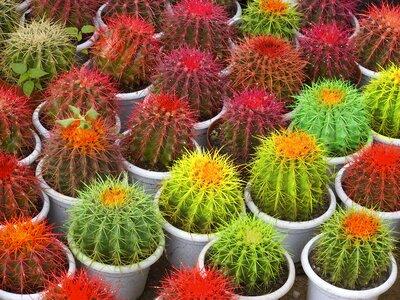 Pots thorns plant
