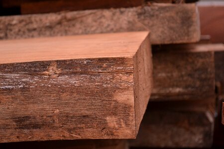 Oak tree hardwood