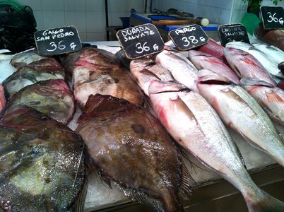 Market sea animals fresh