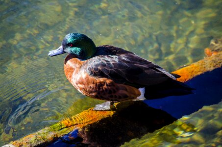 Feathers bird waterfowl photo