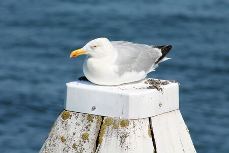 Coast sea bird