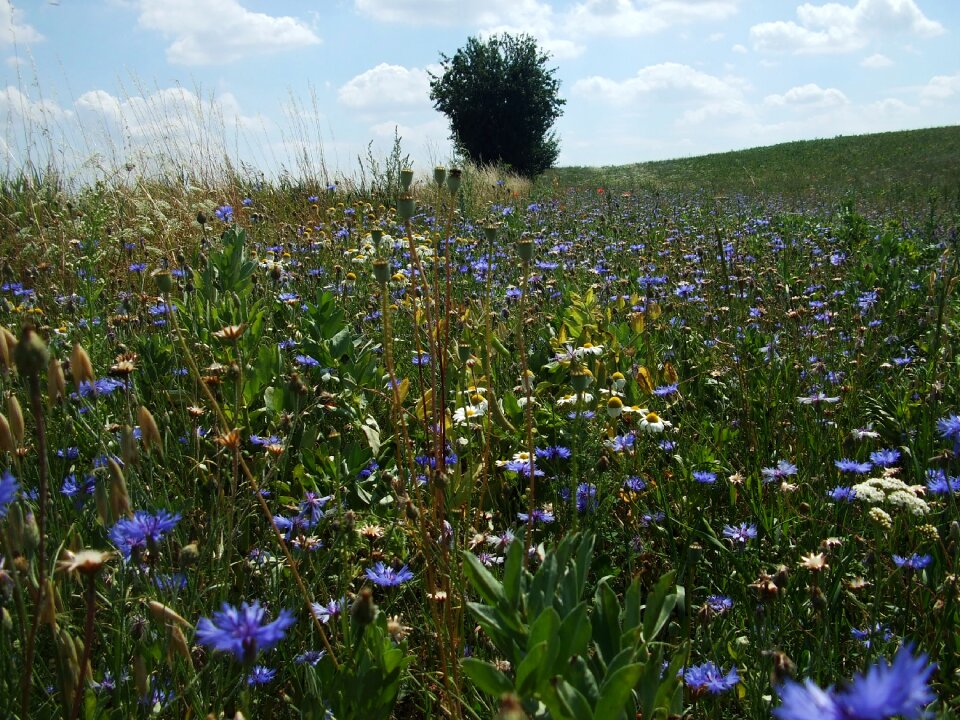 Summer field flowers clouds