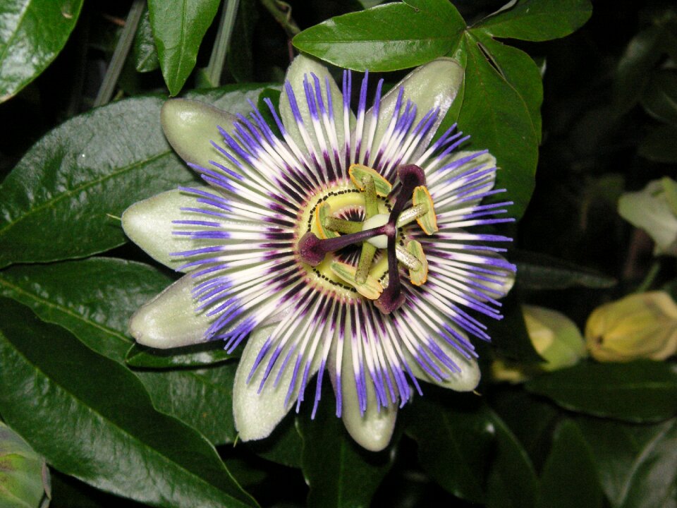 Flowers nature bloom