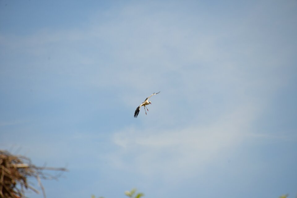 Rattle stork nature white stork