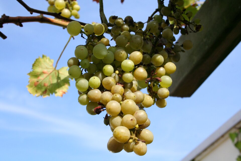 White bush vitis
