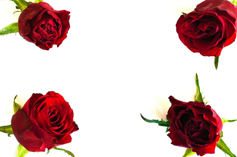 Rose nature postcard