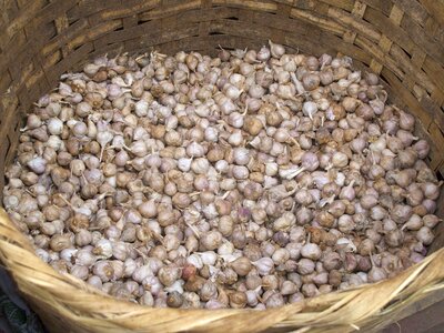 Garlic basket market photo