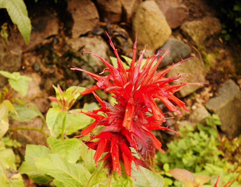 Bloom nature flora