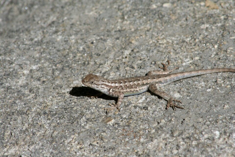 Reptile animal wild