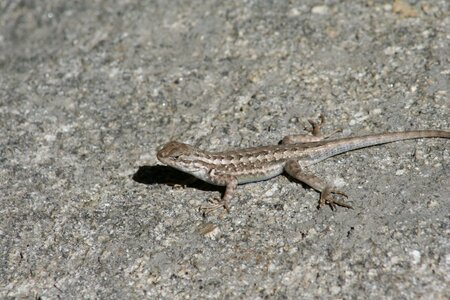 Reptile animal wild