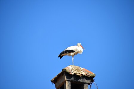 Rattle stork white stork roof