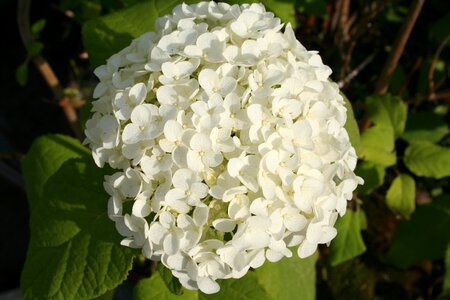 Bush garden plant hardy