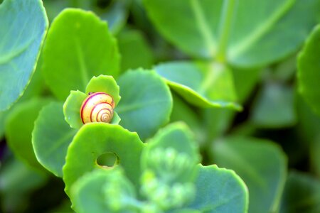 Animal plant harmony