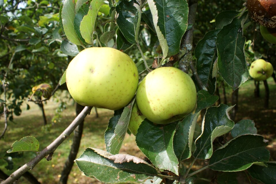 Orchard nature tree