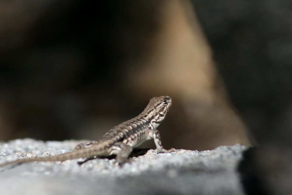 Small animal wildlife