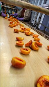Fruit tree-ripened ripe