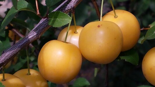 Harvest fruit nature photo