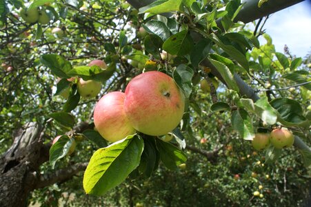 Blonde fruit tree