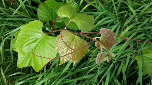 Leaves fresh growth