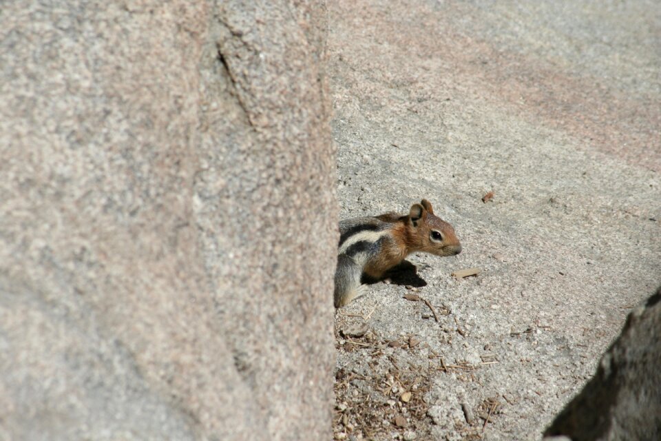 Animal cute wildlife