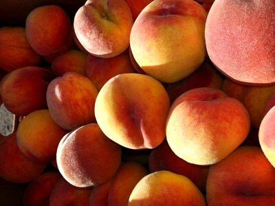 Ripe nature harvest