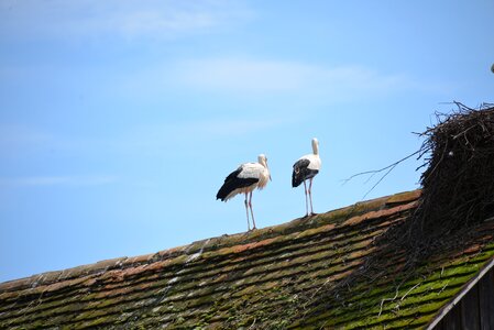 Animals rattle stork nature