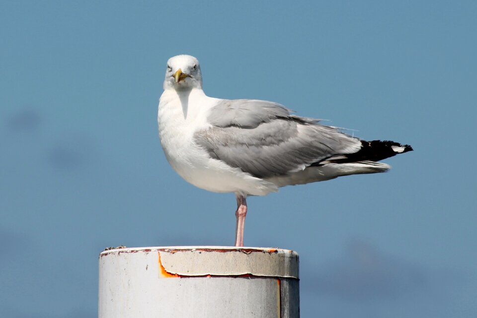 Coast sea bird