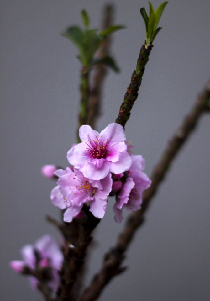 Peach tree nature