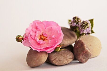 Bloom plant nature