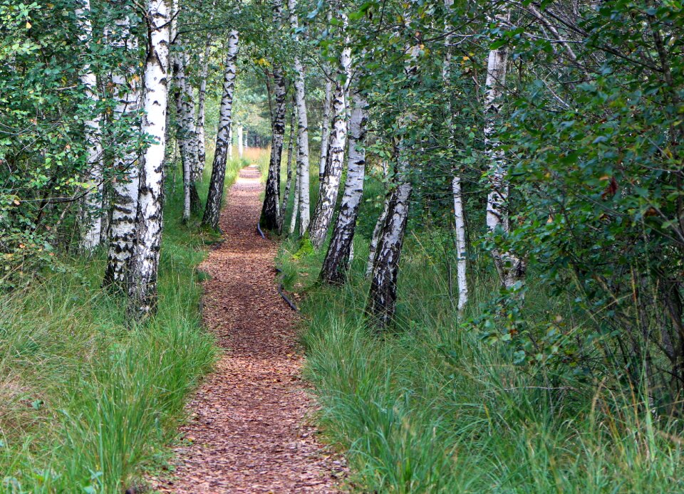 Forest path promenade nature