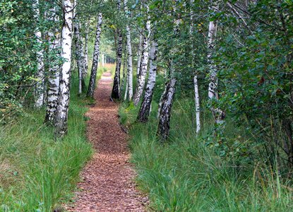 Forest path promenade nature photo