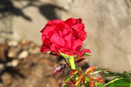 Rose the rose garden garden photo