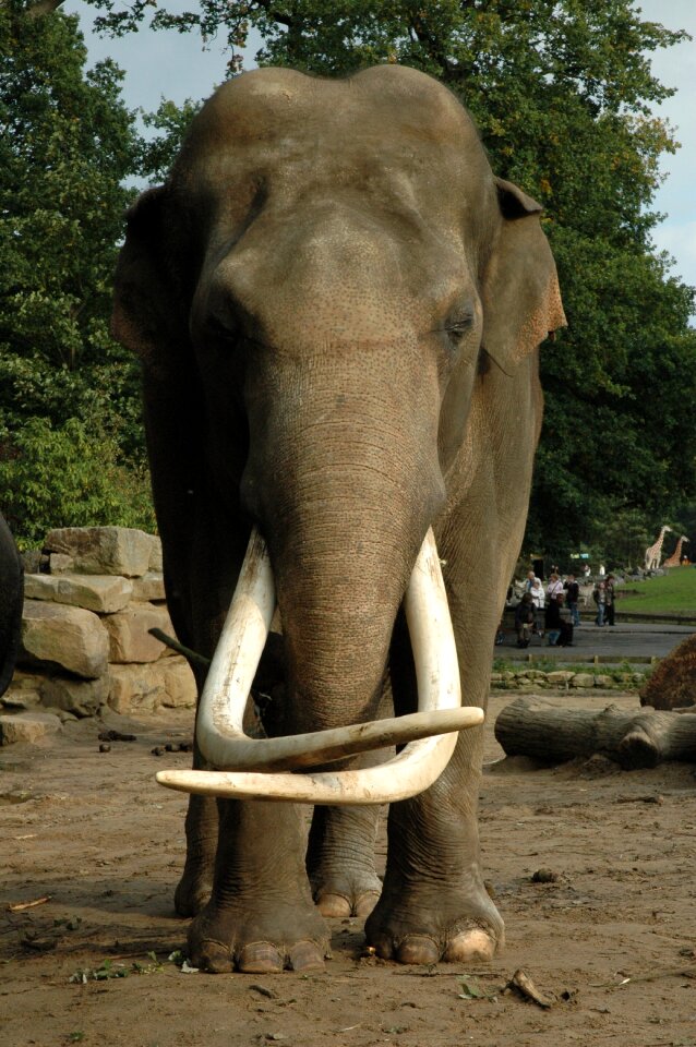 Nature africa tusks