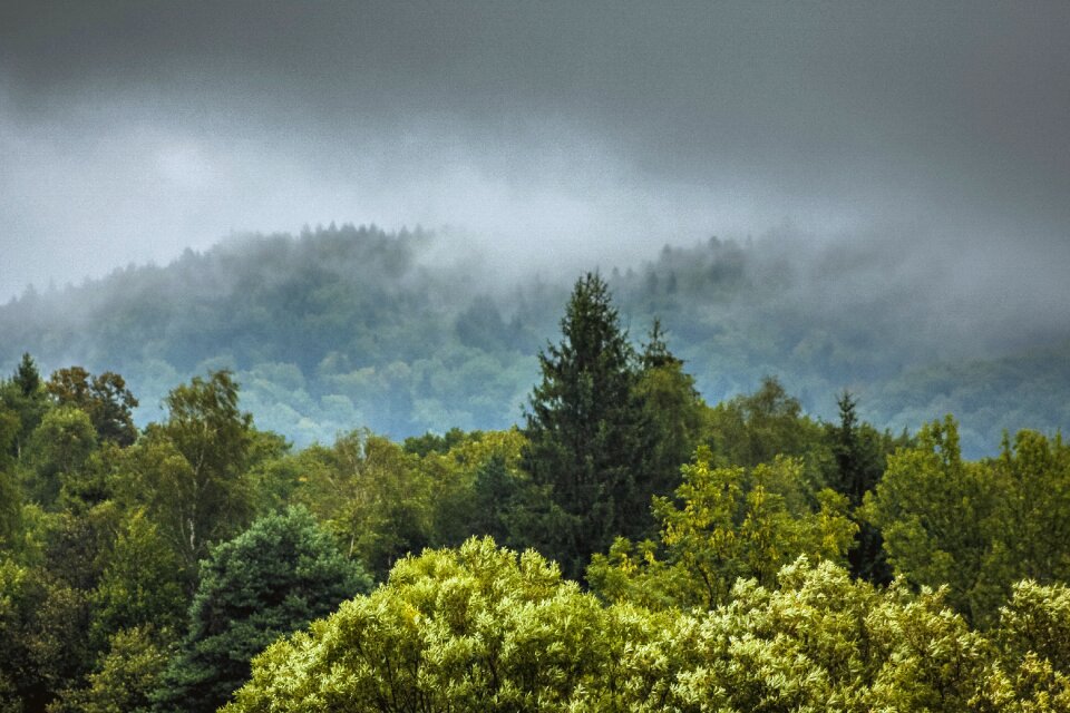 Forest tree foliage