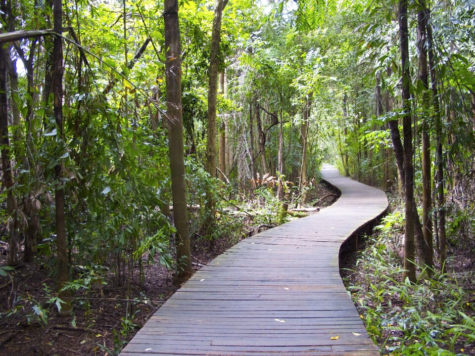 Path nature burma photo