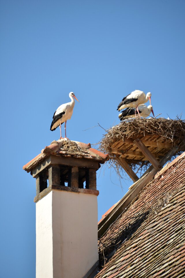 Rattle stork white stork roof