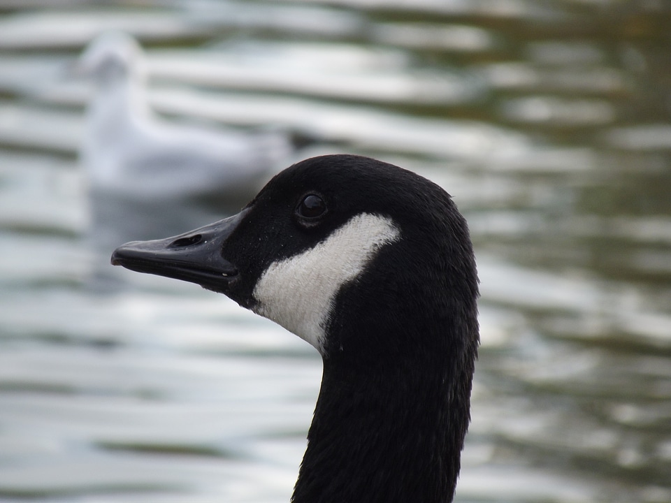 Feathers water wildlife