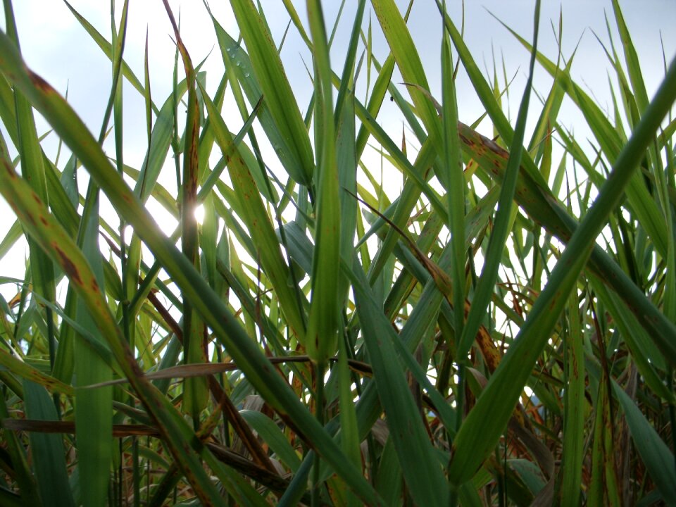Nature green leaves