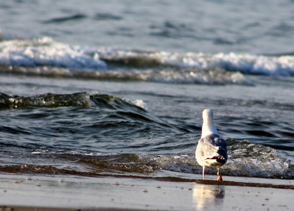 Coast sea bird