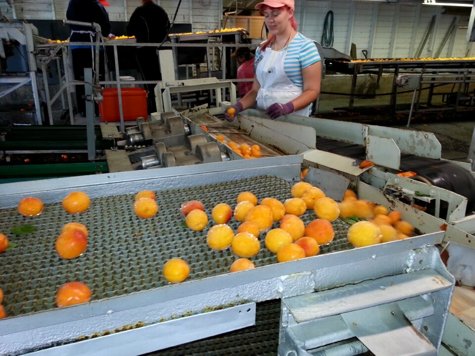 Processing process canned fruit