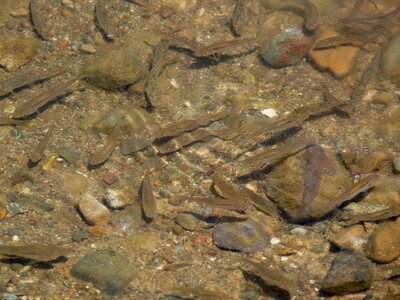 Underwater water nature