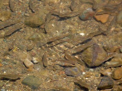 Underwater water nature photo