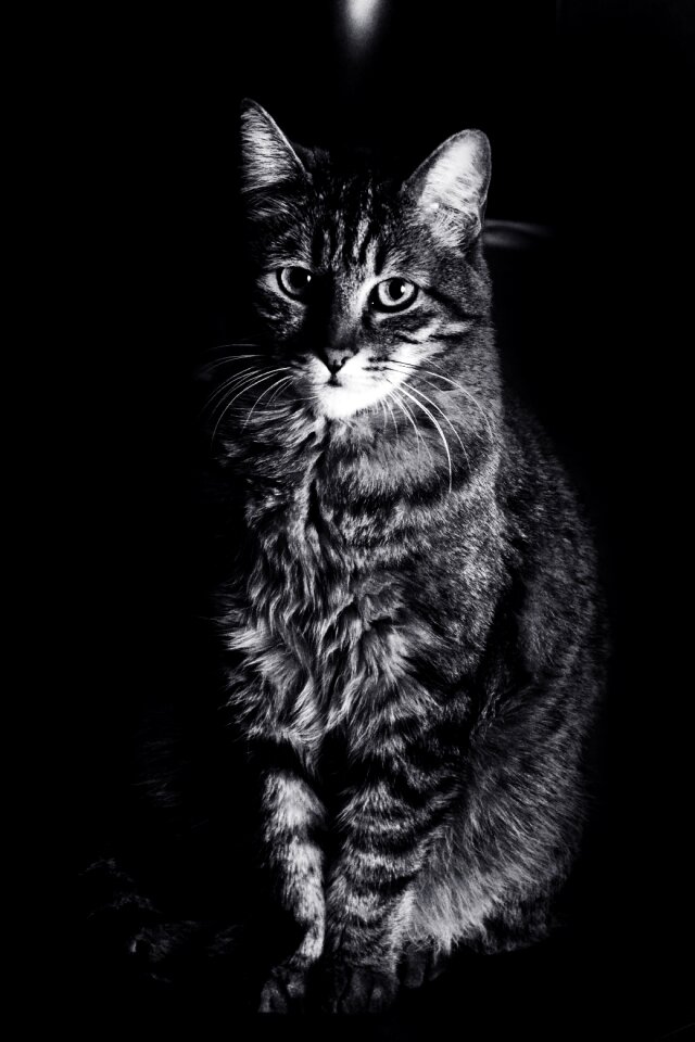 Animals feline black white photo