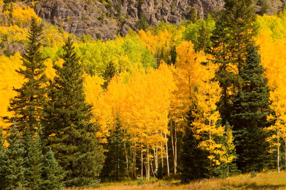 Nature fall season