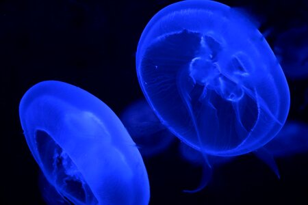 Blue aquarium water creature